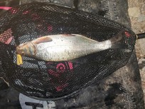 Vimma, 710g, Thomas Lysell, 2026-10-03, Älvkarleby , fiskemetod: Bottenmete