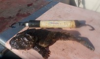 Rötsimpa, 250g, Tommy Söderström, 2026-10-02, Nynäshamn , fiskemetod: Bottenmete