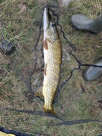 Gädda, 3370g, Thomas Lysell, 2026-10-13, Torsås , fiskemetod: Spinnfiske