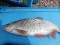 Mört, 425g, Tommy Söderström, 2026-10-28, Älvkarleby , fiskemetod: Bottenmete