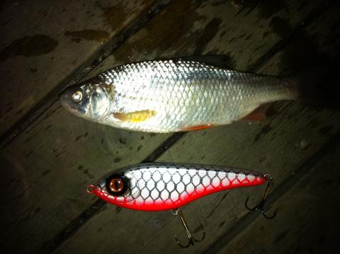 Mört, 240g, Juan Carlos Reijnst, 2011-04-17, Nynäshamn