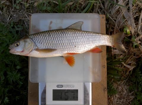 Färna, 157g, Lars-Göran Gelinder, 2011-04-21, mantorp