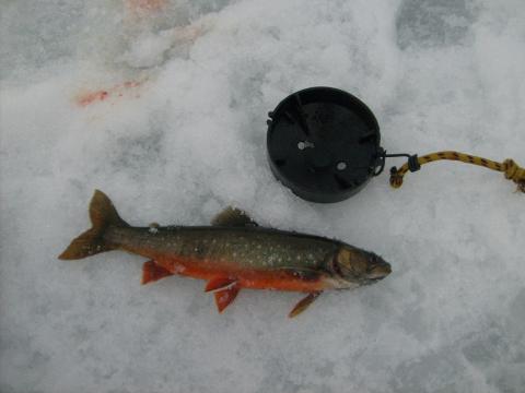 Röding, 300g, Tommy Söderström, 2011-04-11, Grövelsjön