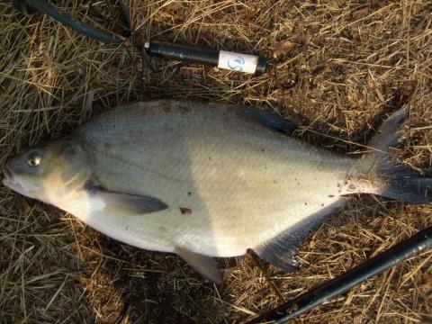 Braxen, 3000g, Tommy Söderström, 2011-04-20, Nynäshamns Kommun