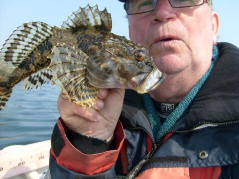 Rötsimpa, 445g, Tommy Söderström, 2011-04-24, Nynäshamns Kommun