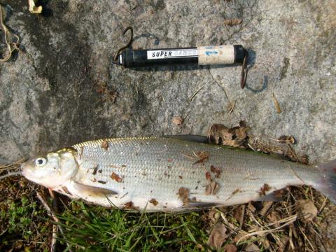 Sik, 1005g, Tommy Söderström, 2011-04-24, Nynäshamns Kommun