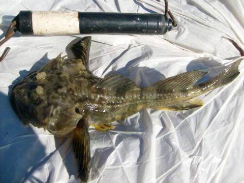 Hornsimpa, 225g, Tommy Söderström, 2011-05-09, Nynäshamns Kommun