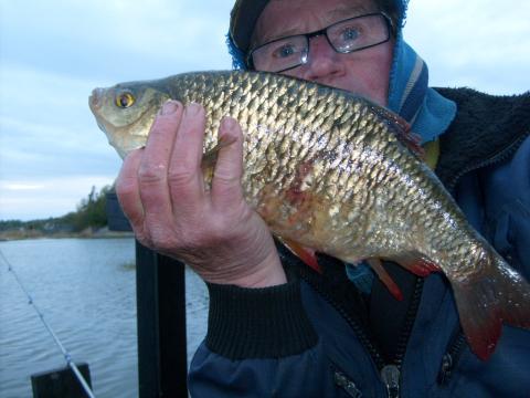 Sarv, 1225g, Tommy Söderström, 2011-05-18, Nynäshamns Kommun