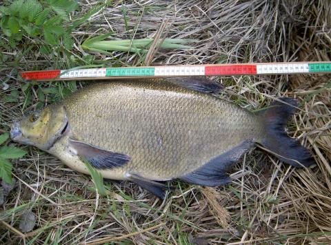 Braxen, 3357g, Lars-Göran Gelinder, 2011-05-20, gävle