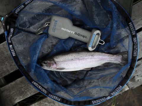 Regnbåge, 870g, Grzegorz Kubicki, 2011-05-22, leksand