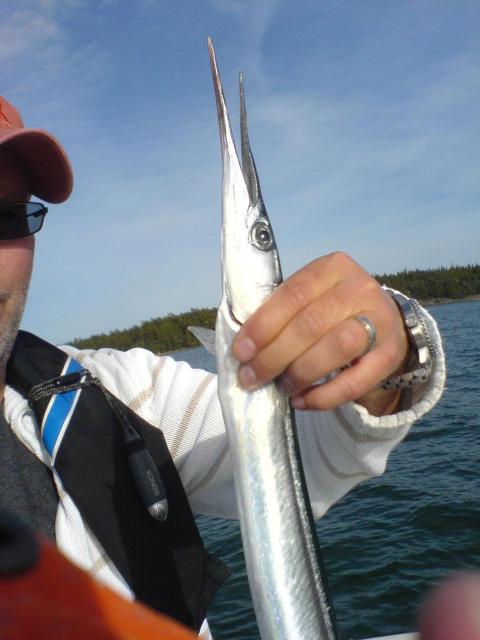 Näbbgädda, 430g, Martin Sundin, 2011-06-03, nynäshamn