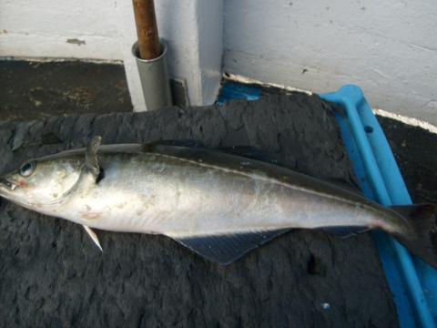 Gråsej, 550g, Tommy Söderström, 2011-06-03, Fladen Varberg