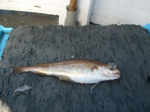 Glyskolja, 140g, Tommy Söderström, 2011-06-03, Fladen vaeberg