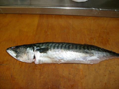 Makrill, 500g, Tommy Söderström, 2011-06-03, Fladen Varberg