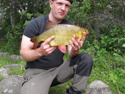 Sarv, 1330g, Grzegorz Kubicki, 2011-07-10, östhammar