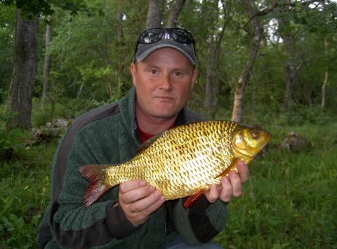 Sarv, 1374g, Lars-Göran Gelinder, 2011-07-11, östhammar