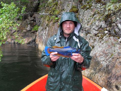 Blågylta, 540g, Grzegorz Kubicki, 2011-07-15, uddevalla