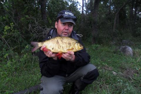 Sarv, 1131g, Ulf Ahlinder, 2011-07-16, Östhammar