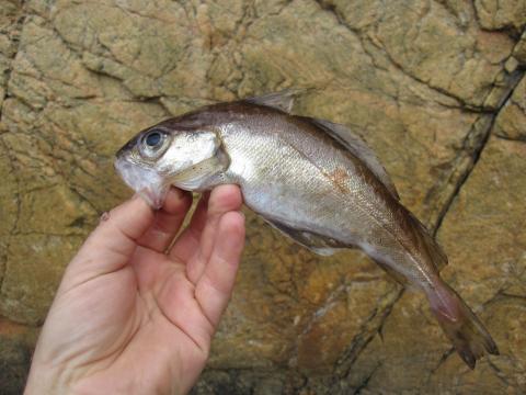 Glyskolja, 128g, Ulf Ahlinder, 2011-07-19, Uddevalla