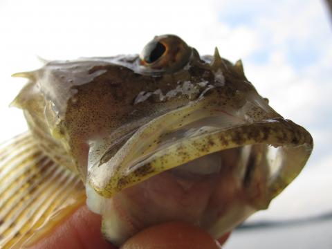 Rötsimpa, 119g, Ulf Ahlinder, 2011-07-20, Uddevalla
