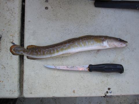 Långa, 280g, Ulf Ahlinder, 2011-07-26, Mollösund