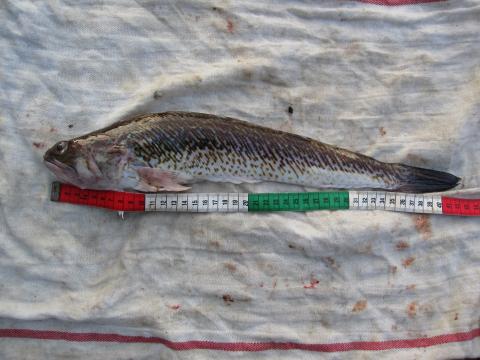 Fjärsing, 410g, Ulf Ahlinder, 2011-07-28, Mollösund