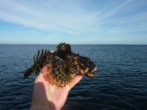 Rötsimpa, 480g, Mats Janson, 2011-10-15, Nynäshamn