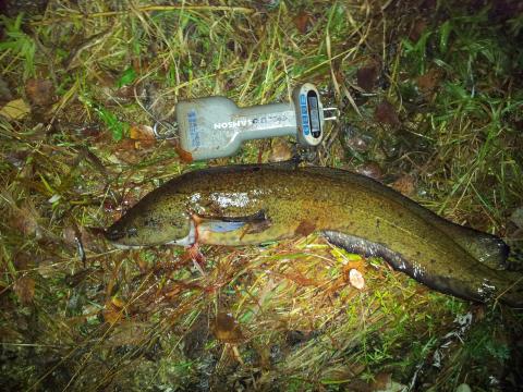 Lake, 2200g, Grzegorz Kubicki, 2011-10-29, bollnäs