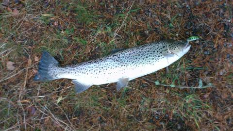 Havsöring, 4810g, Thomas Lysell, 2011-12-16, Nynäshamn